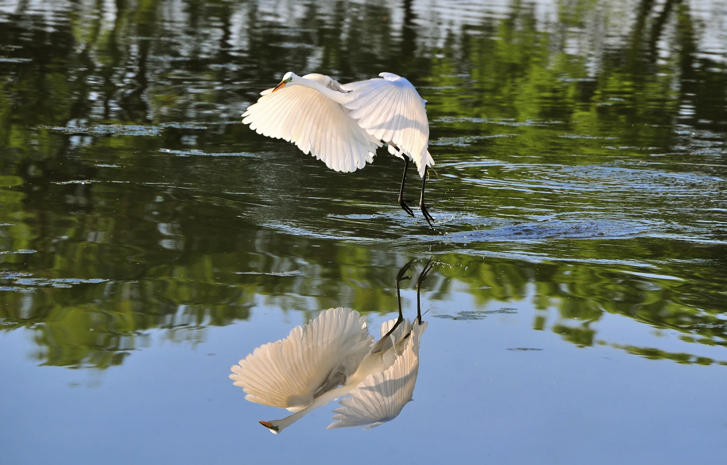Early Morning  Reflection in Water