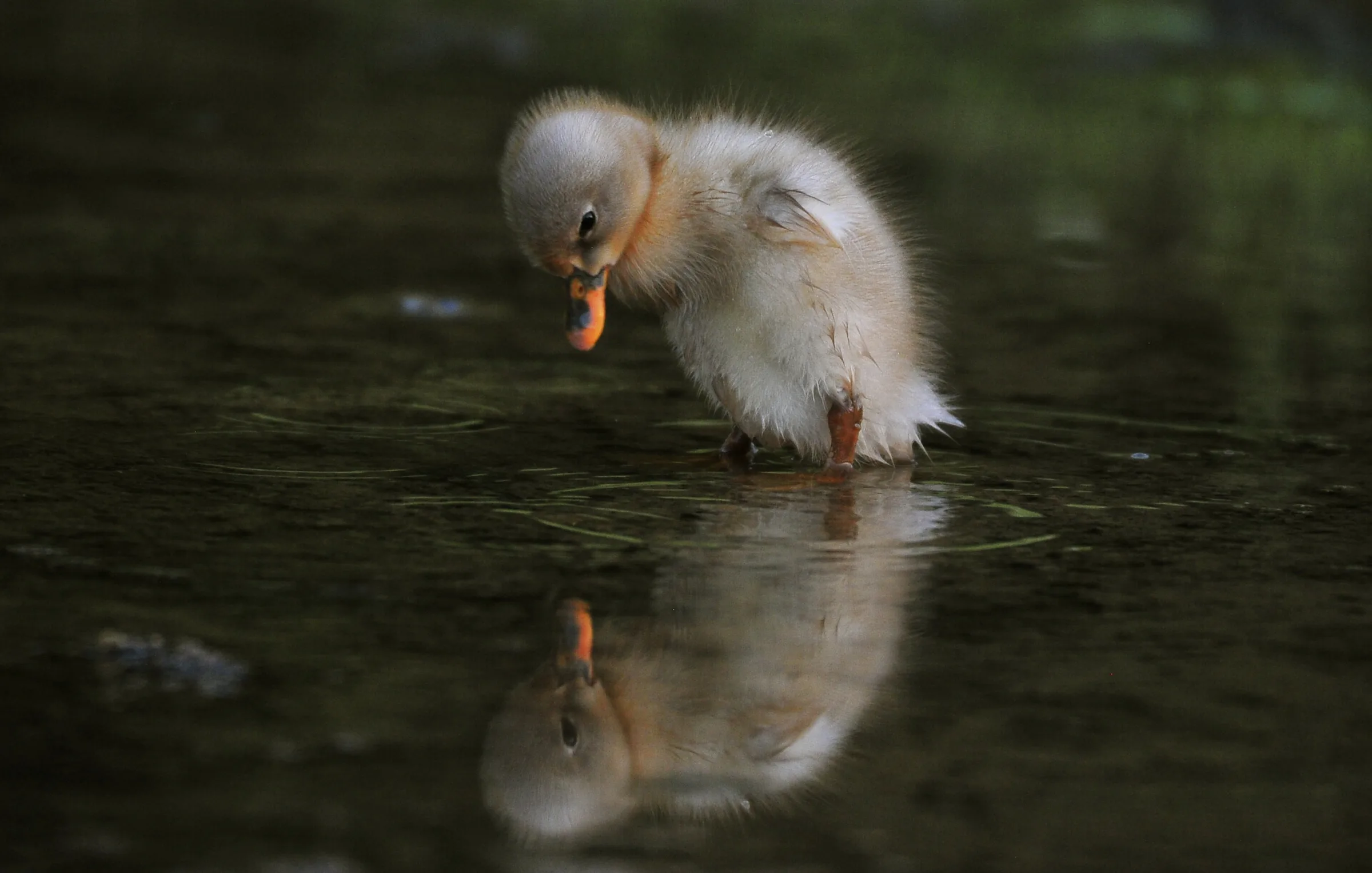 Curious Duckling