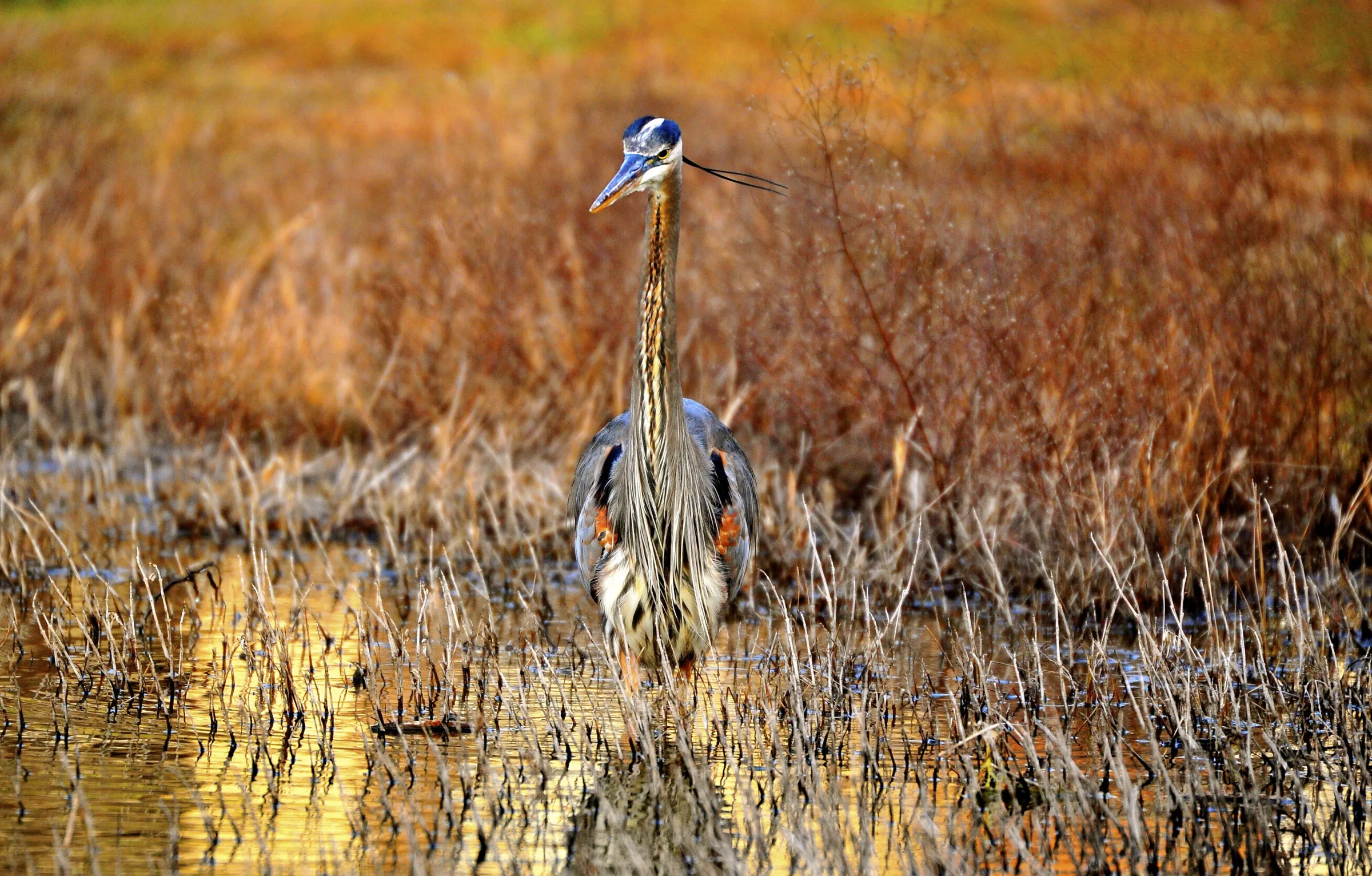 Golden Hour, Great Blue Heron