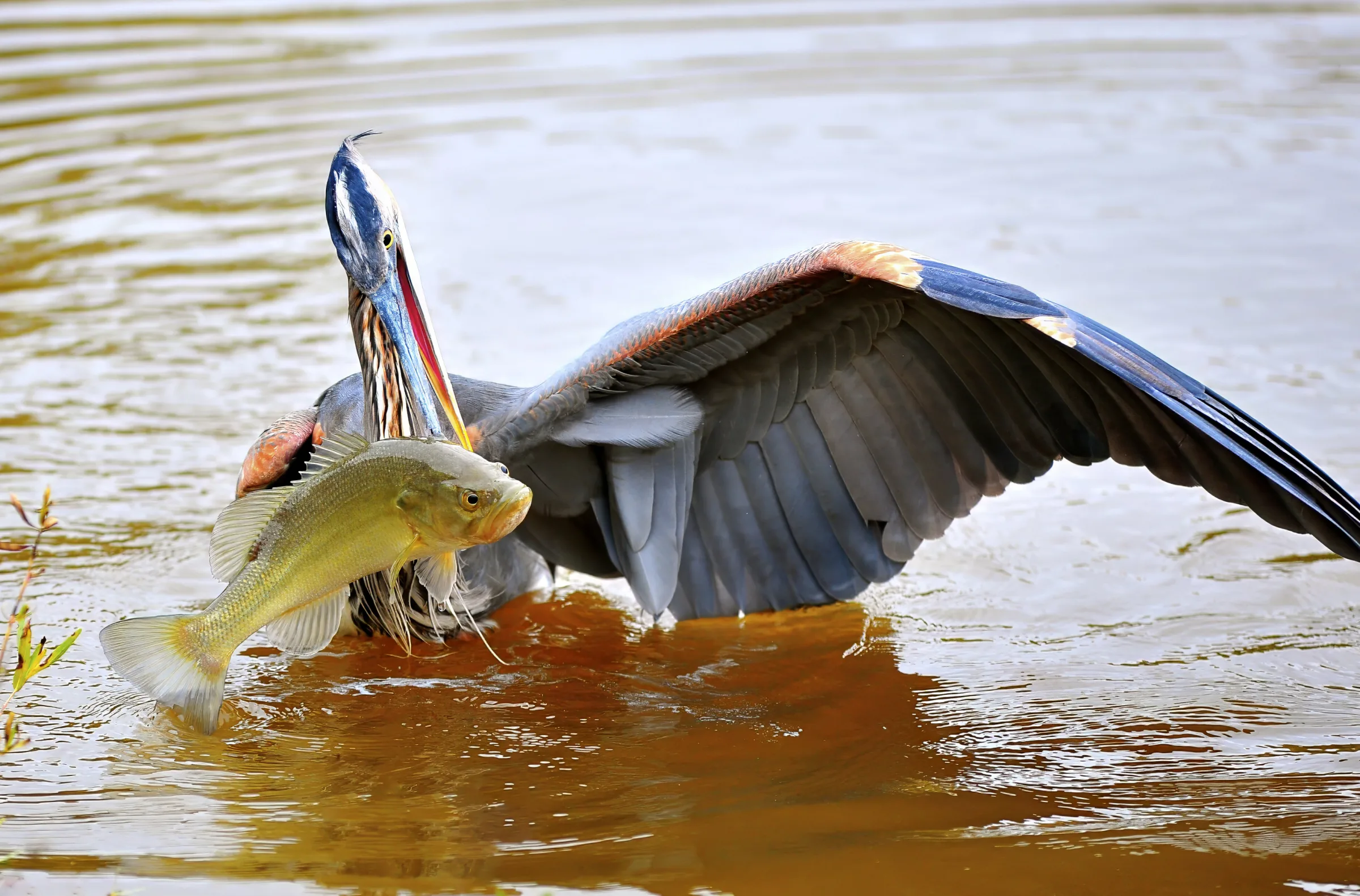 The Catch